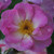 Rosa 'Escapade'