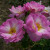 Rosa 'Escapade'