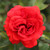 Rosa 'Evelyn Fison'