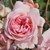 Rosa 'Felicia'
