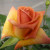 Rosa 'Ffion'