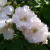 Rosa 'Fimbriata'