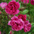 Rosa 'F.J.Grootendorst'