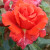 Rosa 'Flanders Field'