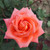 Rosa 'Folklore'