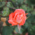 Rosa 'Folklore'