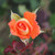Rosa 'Folklore'