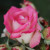 Rosa 'Foolish Pleasure'