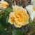 Rosa 'Francesca'