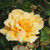 Rosa 'Francesca'