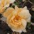 Rosa 'Francesca'