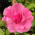 Rosa 'Frau Astrid Spath'