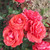 Rosa 'Fragrant Cloud'