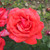 Rosa 'Fragrant Cloud'