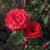 Rosa 'Fragrant Cloud'