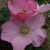 Rosa 'Frau Dagmar Hartopp'