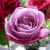 Rosa 'Fragrant Plum'