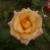 Rosa 'Freddie Mercury'