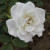 Rosa 'Frozen'