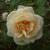 Rosa 'Fruhlingsduft'