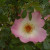 Rosa 'Fruhlingsmorgen'