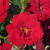 Rosa 'George Best'