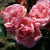 Rosa 'Giggles'