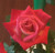 Rosa 'Glory Hunter'
