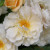 Rosa 'Goldfinch'