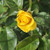 Rosa 'Golden Wedding'