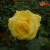 Rosa 'Golden Wedding'