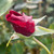 Rosa 'Guinee'