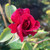 Rosa 'Guinee'