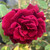 Rosa 'Guinee'