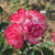 Rosa 'Hannah Gordon'