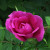 Rosa 'Hansa'