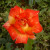 Rosa 'Harry Wheatcroft'