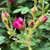 Rosa 'Henri Martin'