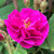 Rosa 'Henri Martin'