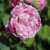 Rosa 'Honorine de Brabant'