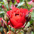 Rosa 'Hot Chocolate'