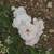 Rosa 'Iceberg'