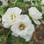 Rosa 'Iceberg'