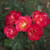 Rosa 'Ingrid'