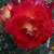 Rosa 'Ingrid'