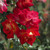 Rosa 'Ingrid'