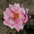Rosa 'Irene's Delight'