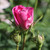 Rosa 'Ispahan'