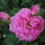 Rosa 'Ispahan'