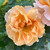 Rosa 'It's a Wonderful Life'